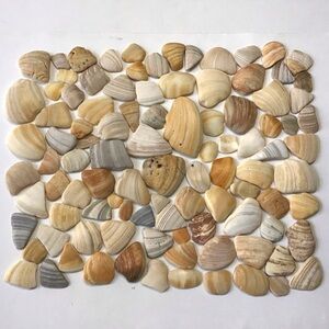 100 Seashell FRAGMENTS Natural Clam Shells Smooth Pieces Jewelry Art Craft Decor